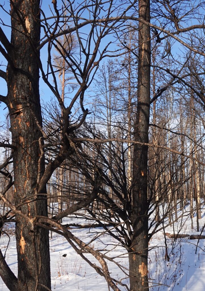 Forest fires threaten First Nations communities and their ways of living